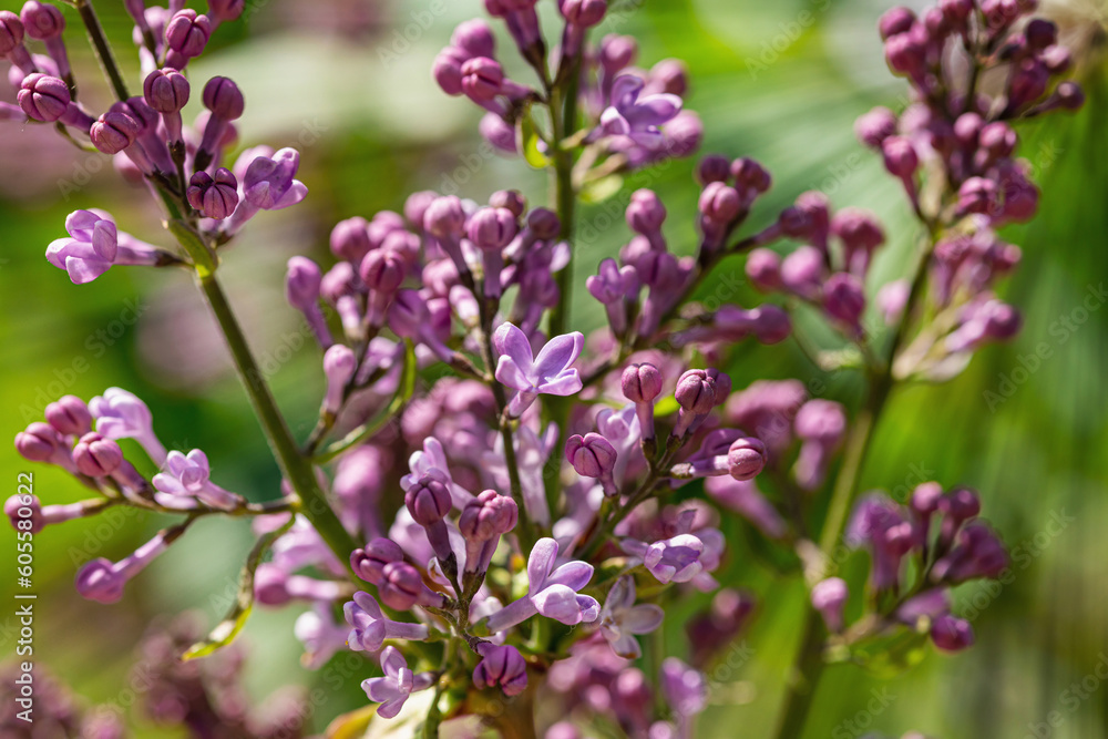 Blooming lilac grow in the garden. Spring gardening, outdoor concept background, floral style