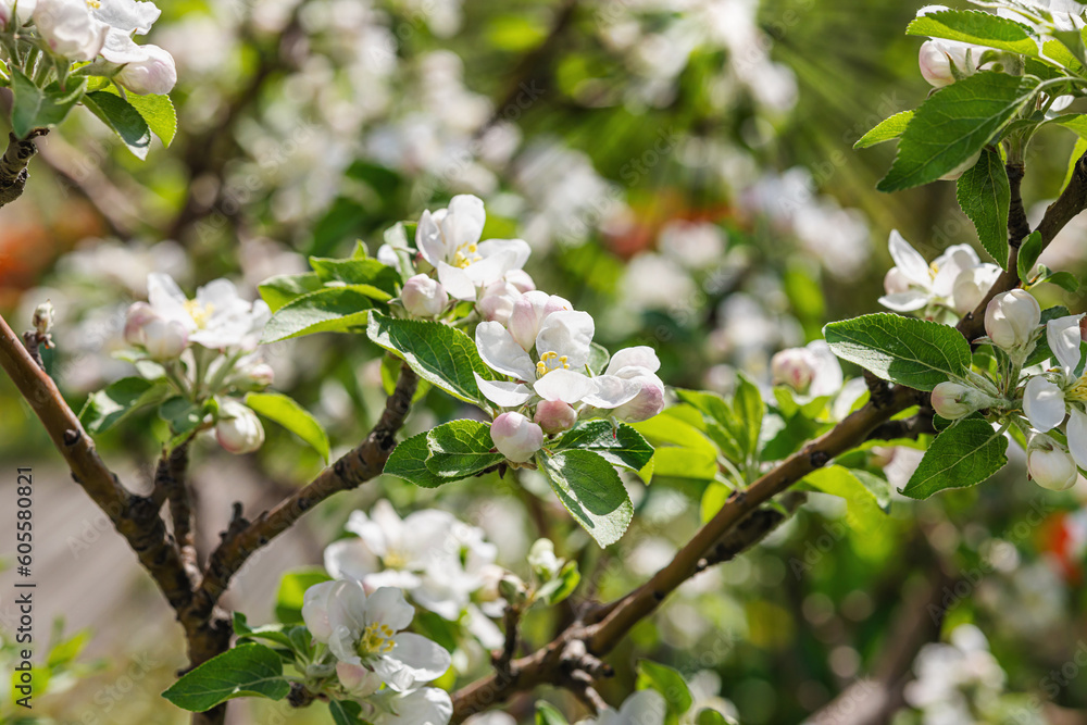 Blooming apple tree in the garden. Spring seasonal of growing plants. Gardening concept Blooming apple tree in the garden. Spring seasonal of growing plants. Gardening concept