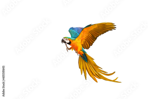 Colorful flying parrot isolated on transparent background png file