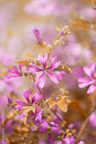 Dzikie kwiaty malwy. Różowe płatki kwiatów dzikiego ślazu kwitnącego na letniej łące na Korfu, Grecja