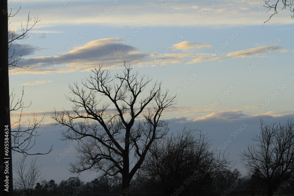 sunset in the woods with sky and clouds sunset in the woods with sky and clouds