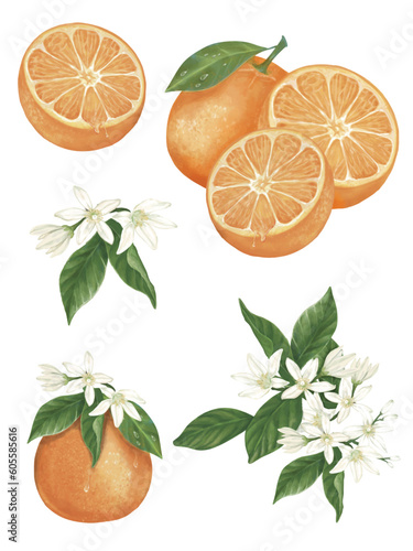 Hand-drawn isolated of  half and full oranges with orange flowers and leaves.