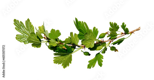 Photos Branch of gooseberry bush on isolated white background
