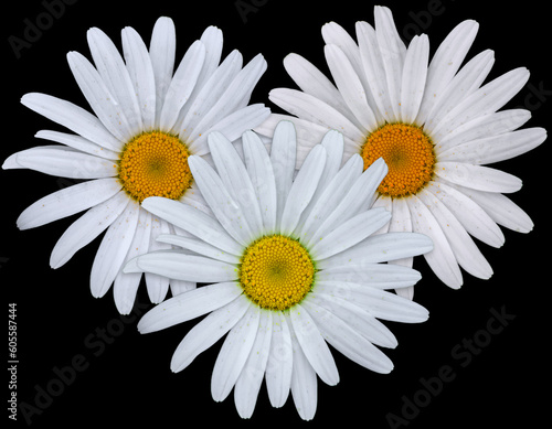 Canvas-taulu Marguerites sur fond noir