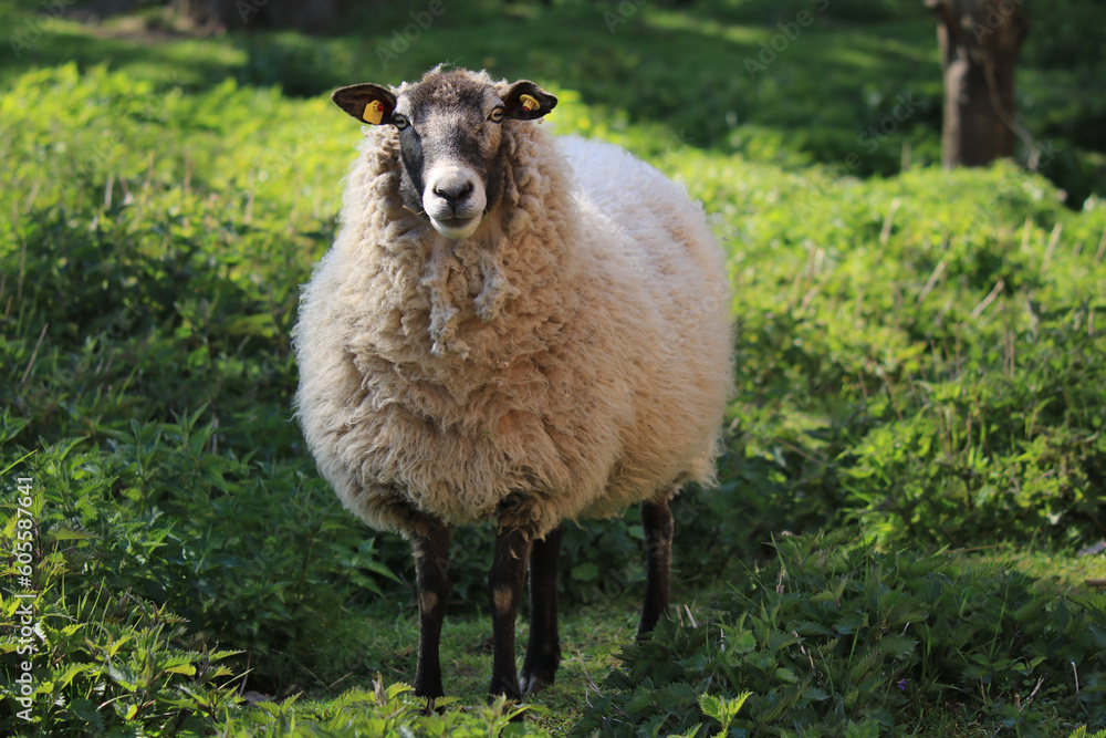 Schaf mit schwarzem Kopf und schwarzen Beinen Schaf mit schwarzem Kopf und schwarzen Beinen