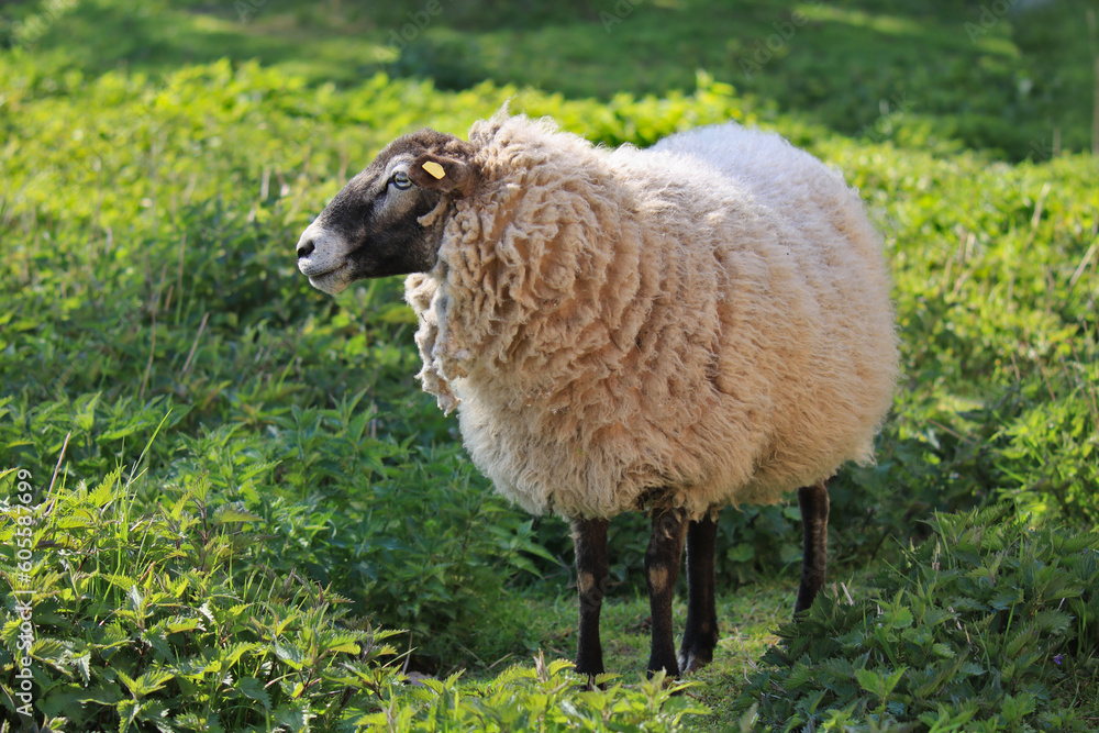 Schaf mit schwarzem Kopf und schwarzen Beinen Schaf mit schwarzem Kopf und schwarzen Beinen
