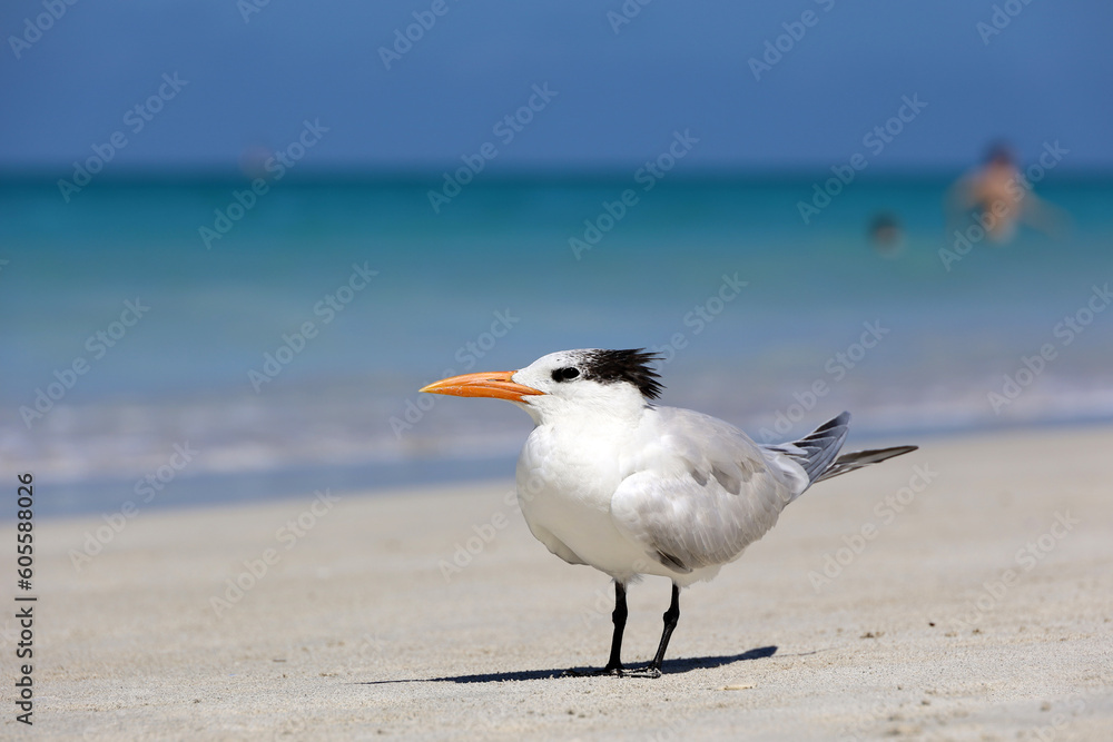 Seagull standing on a sand on sea waves and swimming people background. Vacation on sunny coast