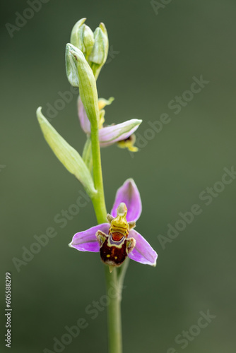 orquídea, Ophrys apifera © Valentin