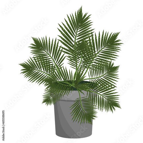 Palm tree in a flower pot  isolated on a white background.Vector illustration of an exotic plant.