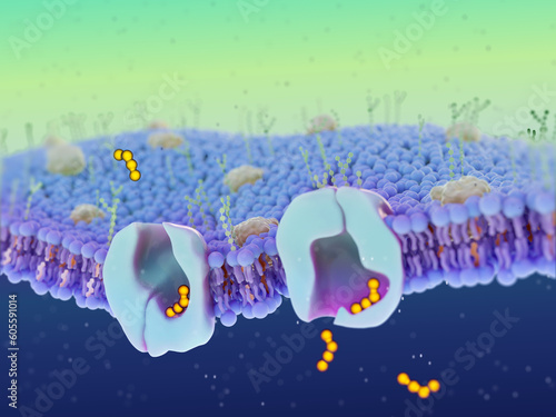 Transmembrane protein transporter, illustration photo