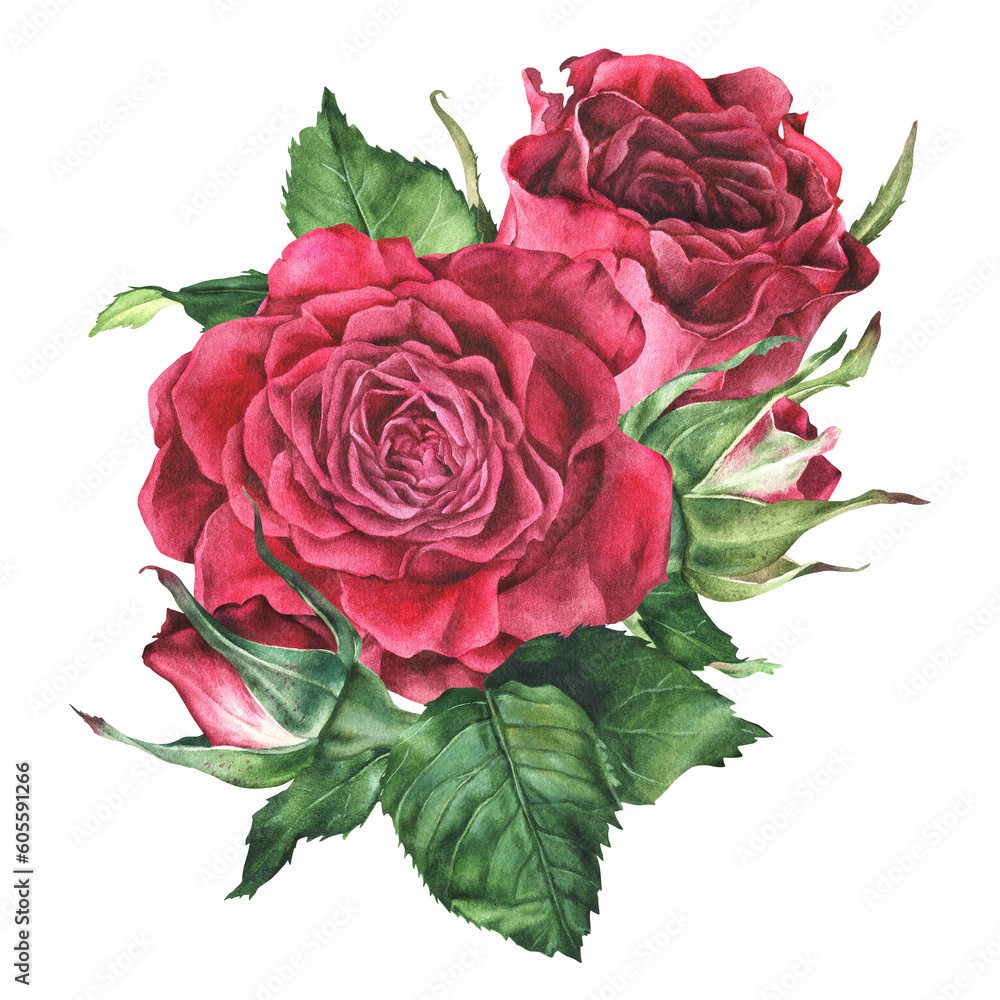 Composition of English rose buds. Watercolor illustration. Drawn ...