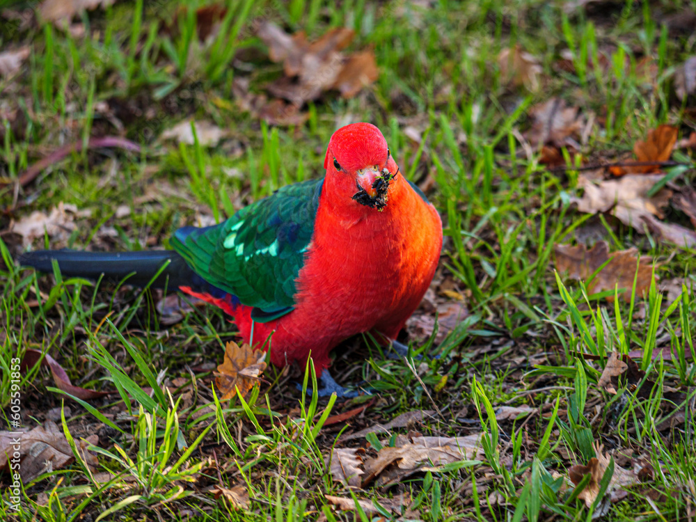 King Parrot In Grass
