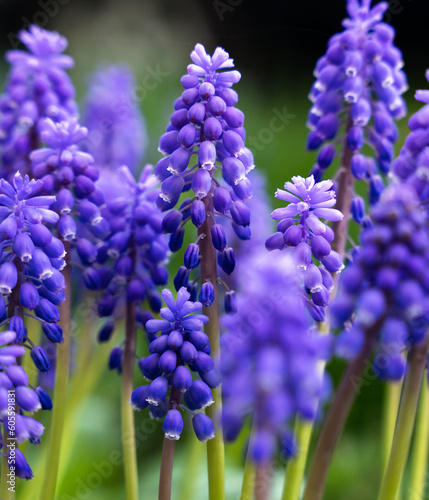 Blue muscari flowers in the garden. Spring wallpaper. Close-up. Selective focus.