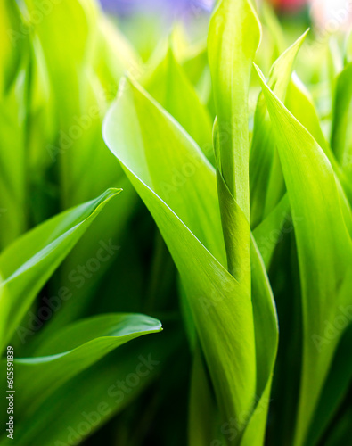 Natural background of green leaves of lily of the valley. Selective focus.