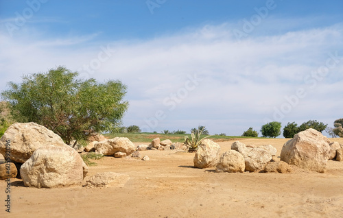 trees and succulent plants in desert sands in sunny day with blue sky, natural background. typical arid climate landscape for african, arabic land. nature reserve area. hot sunny weather