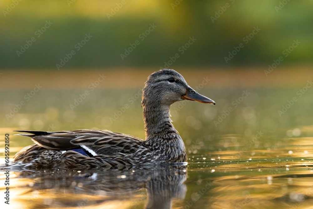 Close up of duck swimming in lake at sunrise. Single Duck swims quietly at Sunrise. Close up of duck swimming in lake at sunrise. Single Duck swims quietly at Sunrise.