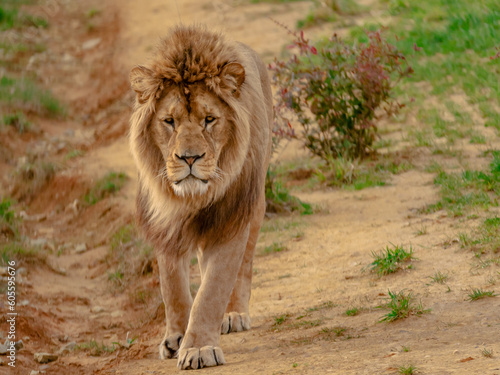 Image of an African lion advancing towards the camera.