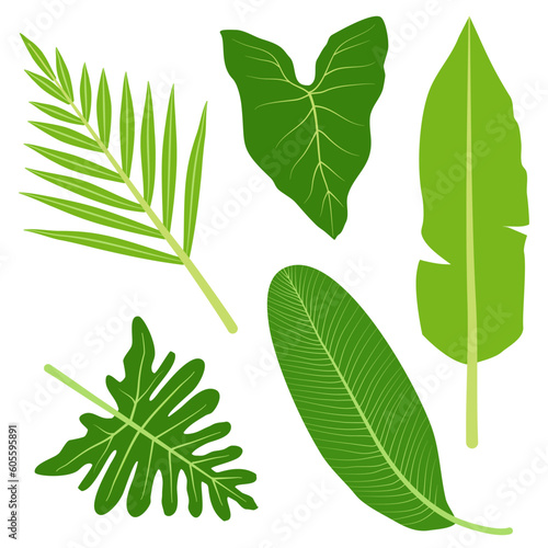 set of tropical green leaves