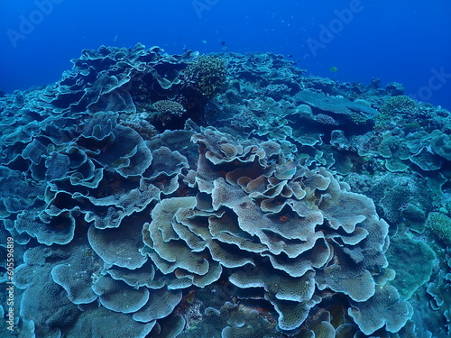 Cabbage coral in Zamami, Okinawa