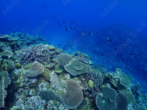 Various Corals and Tropical fish in Zamami, Okinawa