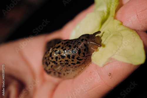 Tigerschnecke auf Hand mit Salatblatt