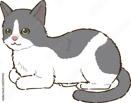 香箱座りする猫（バイカラー）