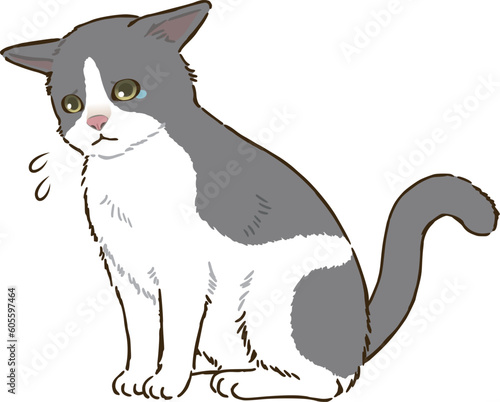 悲しむ猫（バイカラー）