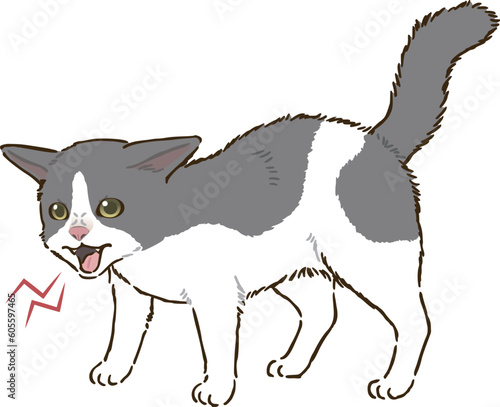 怒る猫（バイカラー）