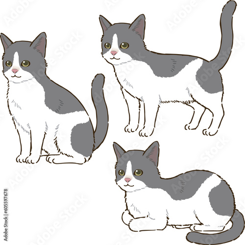 色々な姿勢の猫（バイカラー）