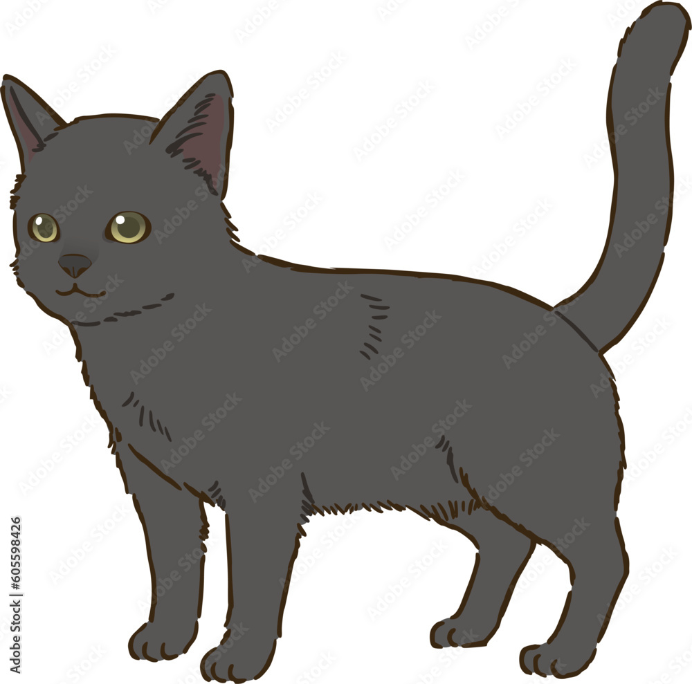 黒猫（短毛）