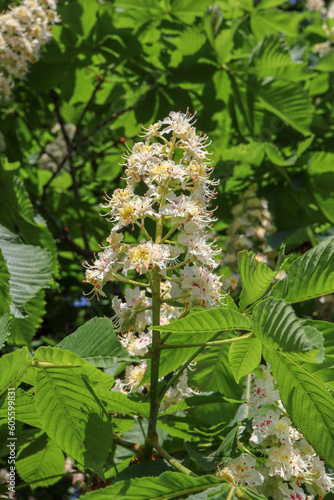 beautiful chestnut white flower close up view in the park