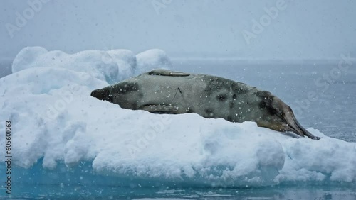 Weddell seal lying on its side on a small floating piece of ice during snowfall, close-up. Antarctic photo