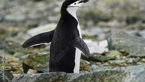 Chinstrap Penguin with flippers spread wide stands on rocks stretching its neck to look around. Antarctic coastline photo