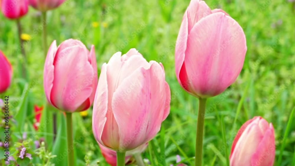 Pink coloured tulips flowers blooming in garden, heads swinging in slow wind, Tulip buds with selective focus. Natural landscape with spring flowers. World Tulip Day. Pink coloured tulips flowers blooming in garden, heads swinging in slow wind, Tulip buds with selective focus. Natural landscape with spring flowers. World Tulip Day.