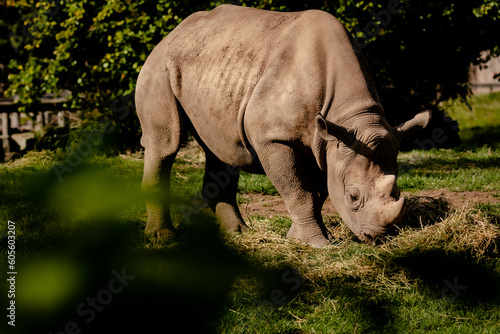 Fototapeta Naklejka Na Ścianę i Meble -  Rhino