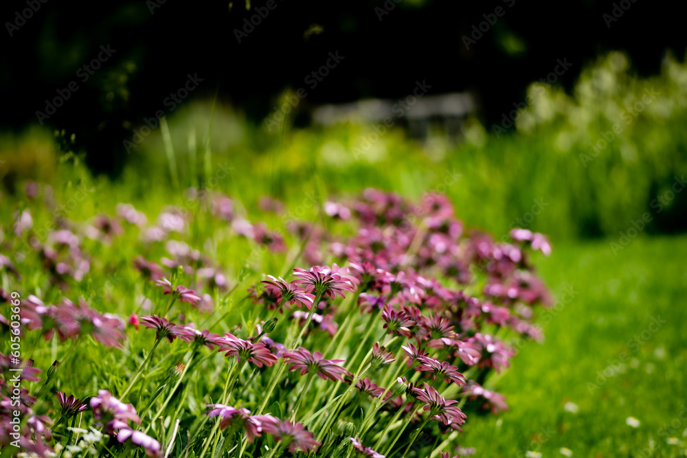 Obraz premium Flower