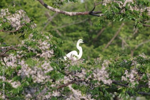 Great Egret  Ardea alba modesta  breeding feathers 