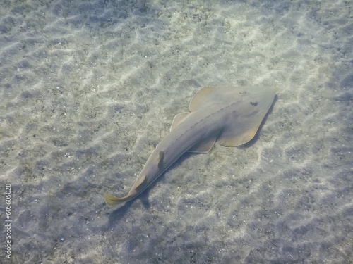 guitarfish at the sandy seabed at the bottom of the red sea