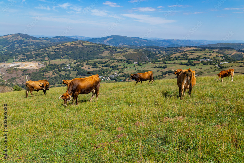 Cows grazing in Pyrenees