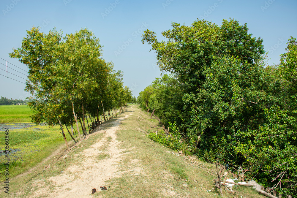 A beautiful village road with mangrove forest at Sundarban Tiger Reserve.
