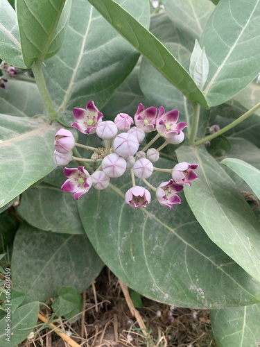 Flower on the car , watercolor clip , generated AI