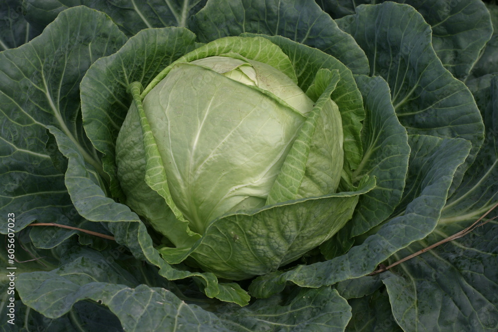 Growing white cabbage Growing white cabbage