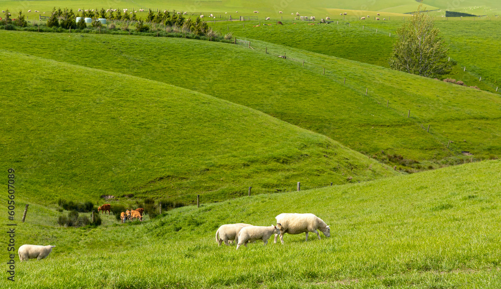 Fototapeta premium Sheep grazing in a hill 