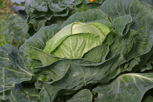 Growing white cabbage