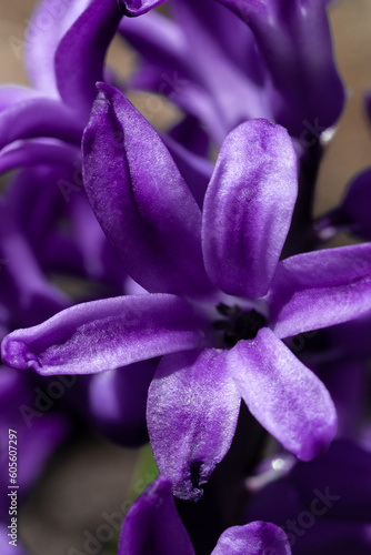 hyacinth flower close-up