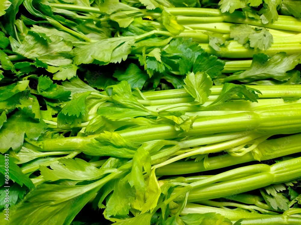Obraz premium bunch of celery close-up,celery food allergen
