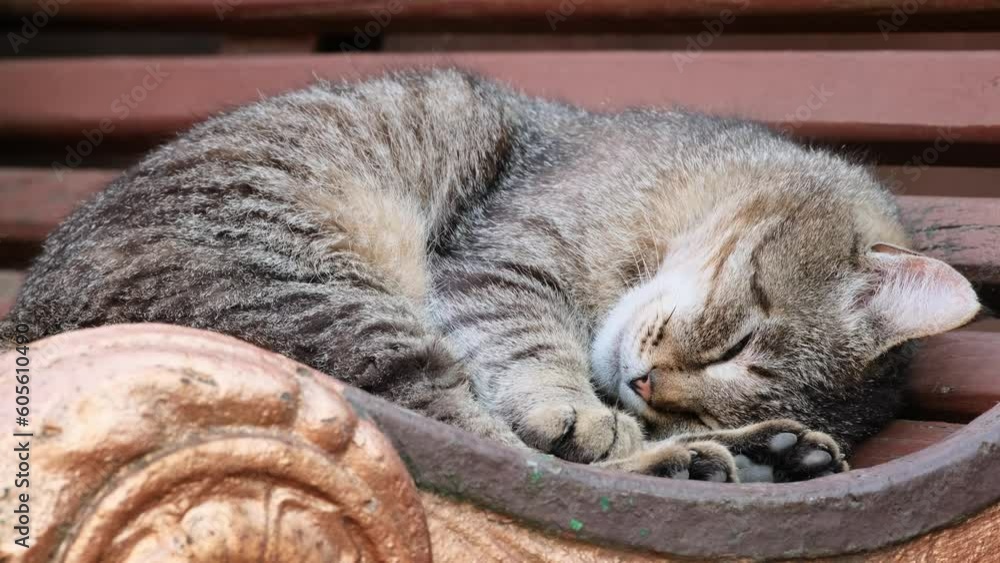 Stray cat sleeps on a bench. Striped tired cat is resting on a bench on the street. Portrait of big striped homeless cat lying sleeping relaxing outdoors Close up Stray cat sleeps on a bench. Striped tired cat is resting on a bench on the street. Portrait of big striped homeless cat lying sleeping relaxing outdoors Close up