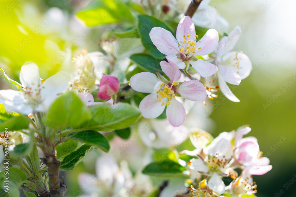 Blooming apple tree in spring time. Blooming apple tree in spring time.