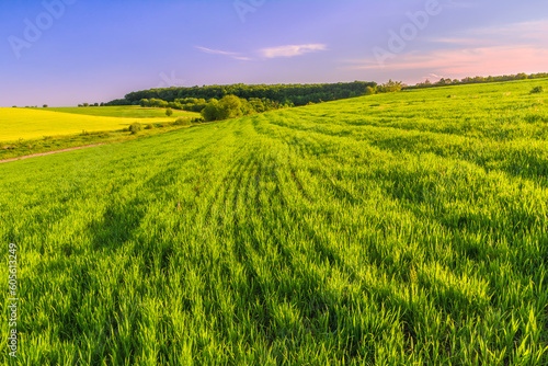 Crops of young sprouts of grain crops grow on the slopes in the fields and the spring forest on the horizon