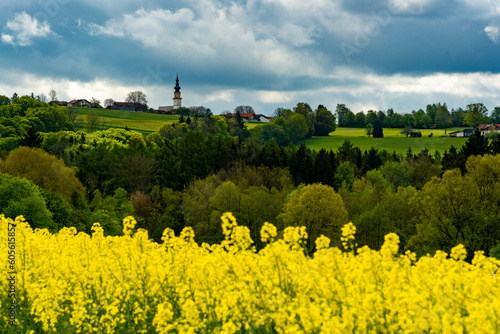 Rapsfeld im Frühling in Bayern mit schöner aussicht